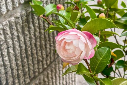 珍しく体調不良|頑張りすぎたかな 珍しく体調不良|頑張りすぎたかな